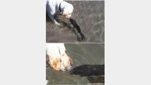 개와 물고기 키스…전생에 어떤 사이였길래