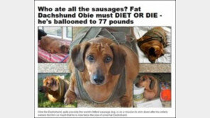 가장 뚱뚱한 닥스훈트…SNS통해 18kg 감량 과정 공개