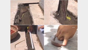 50cm 괴물 지렁이 ‘깜짝’, “지역 명물… 뒷마당에서 키우겠다”