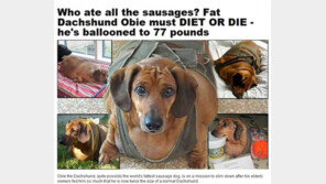 [영상] 가장 뚱뚱한 닥스훈트 다이어트! 운동 대신 선택한 방법은? 