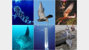 가장 굉장한 동물들, 18m 고래상어, 20m 대왕오징어 등 “거의 괴물 수준!”