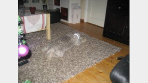 강아지 은신술, 닌자 강아지 등장? “애견계의 카멜레온”