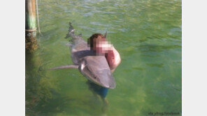 상어 허그, 실제 상어 끌어안고… ‘경악’