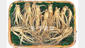 국제연구팀 “부작용에 체온 오른다는 소문 근거없어”… 누명 벗은 고려인삼