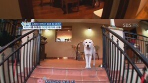 정원관, 호주본가 럭셔리 저택 공개 ‘그림 같네’