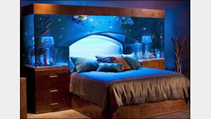 수족관 침대 “용왕된 느낌 좋지만 가격이 무려 1300만원”
