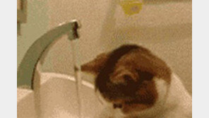 머리 감는 고양이, 고양이는 깔끔하다더니… ‘폭소’