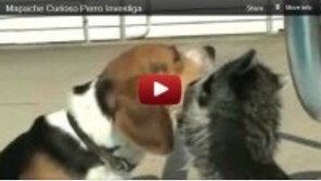 [영상] 개 세수시키는 너구리, 이빨까지 확인 ‘능숙’