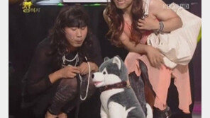 ‘연예犬’ 브라우니 교체설… “인형 회사 러브콜 쇄도”