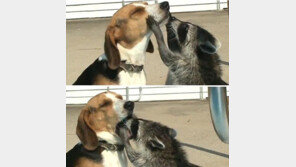 [영상] 개 세수시키는 너구리, “동물원에서 봉사활동 나왔어요!”