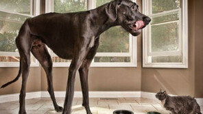 세계 최장신 개, 조랑말 크기의 다리 길이 ‘깜짝’