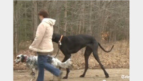 세계 최장신 개, “성인 여성과 서 있는 모습 봤더니... “대박!”