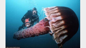 심해 희귀 생명체, “해파리가 성인 남성 키의 두 배” 진짜?