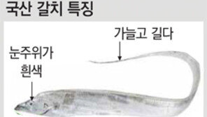 스리랑카 냉동갈치가 제주산으로 둔갑