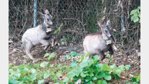 “건강하게 자라라” 멸종위기 산양 월악산 방사