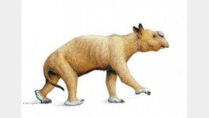 괴물 웜뱃 발견, 코끼리만한 캥거루? 베일 벗었다