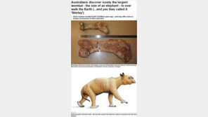 괴물 웜뱃 발견, 3t가량 몸무게… “멸종의 비밀 밝혀지나”