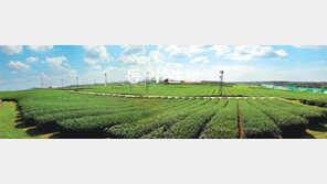 [O2]제주에 찬 바람이 불면 녹차향이 섬을 감싼다