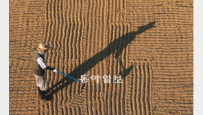 [포토 에세이]햇볕에 벼말리기