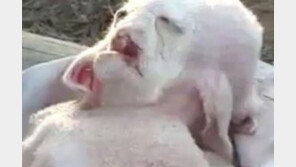 사람 얼굴에 다리 8개…괴생명체 출현에 충격