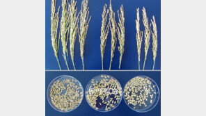 짧고 둥근 쌀 → 길고 차진 쌀로 바꾼다