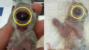 눈 한 개뿐인 ‘외눈박이’ 새끼 고양이 태어나 “충격”