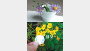 [O2/작은 정원, 큰 행복]들국화 구별법