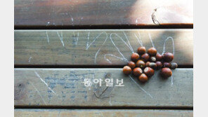 [포토 에세이]연인이 남긴 도토리
