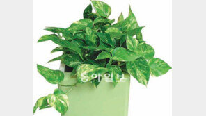 [O2/꽃과의 대화]관엽식물의 초록 선물