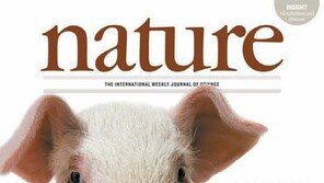 사람과 유사 ‘돼지 유전체 지도’ 완성