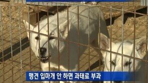 맹견 입마개 안하면…“2013년부터 최대 100만원 과태료”