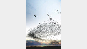 [O2/커버스토리]자연 베끼기 ‘생체모방 혁명’ 열풍을 파헤치다