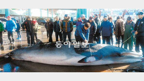 [강원]길이 5.9m 밍크고래 발견