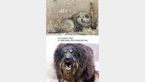 비싼 애완동물 순위, “실제 모습 보니… 카리스마 폭발”
