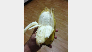 너무 뚱뚱한 바나나! 바나나 맞아?