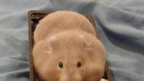 과자인척하쥐 ‘눈길’… “햄스터 연기력이 대상감이네~”