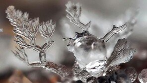 눈 초근접 사진, 감탄사 연발케 하는 아름다움! “기가 막혀” 