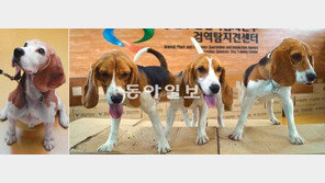 검역탐지견 체세포 떼내 복제견 3마리 뚝딱