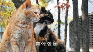 [O2]코숏이 이 땅에 발을 들여놓은 건 불경 때문이라고?