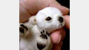 갓 태어난 북극곰 “참을 수 없는 귀여움…인형 같아!”