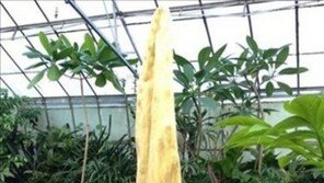 호주 시체화 개화 ‘시체 썩는 냄새에 모양은…’