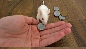 과자 사 먹는 쥐, “낚시 게시물인 줄 알았는데 대박이네!”