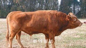 [강원]한우 씨수소, 1마리에 10억