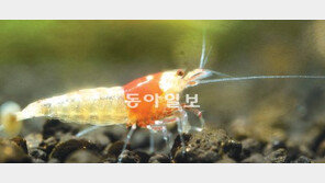 [O2/LIFE]1인치의 영롱한 신사, 보는 순간 반할 걸요!