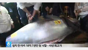 일본 18억 참치, 사상 최고액 ‘맛은 어떨까?’