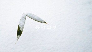 [포토 에세이]누가 여리다 할 텐가