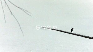 [포토 에세이]봄처녀 언제 오시려나…