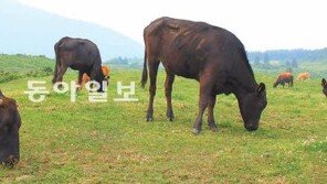 [제주]임금님 진상품 제주 흑우 천연기념물 지정 유력