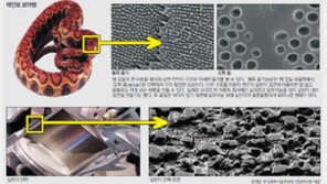 뱀껍질엔 마찰력 줄이는 나노과학이 숨쉰다