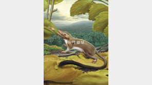 6600만년전 사람의 조상은 어떤 모습? 긴꼬리에 회색털… 쥐와 비슷